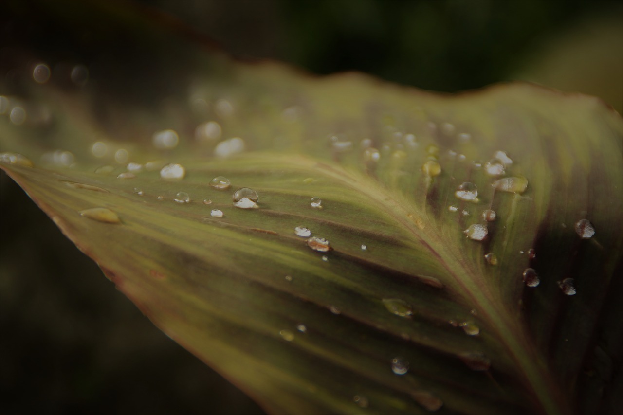 leaf big leaf drop of water free photo