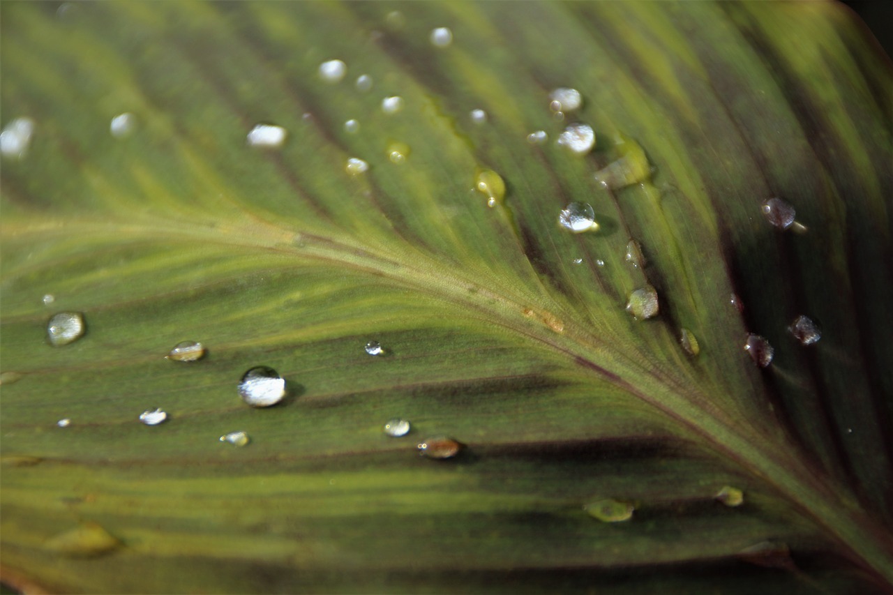 leaf big leaf drop of water free photo