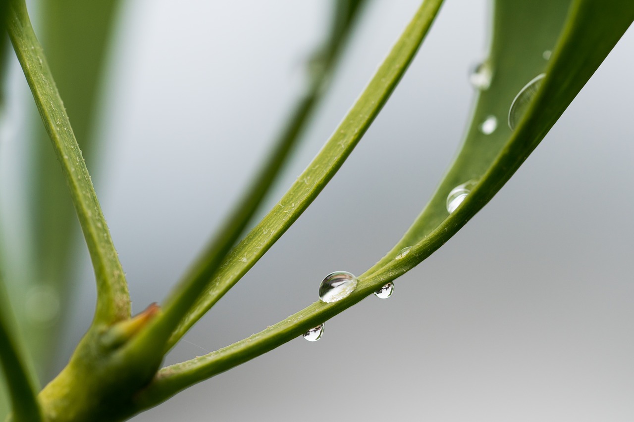 leaf drip drop of water free photo