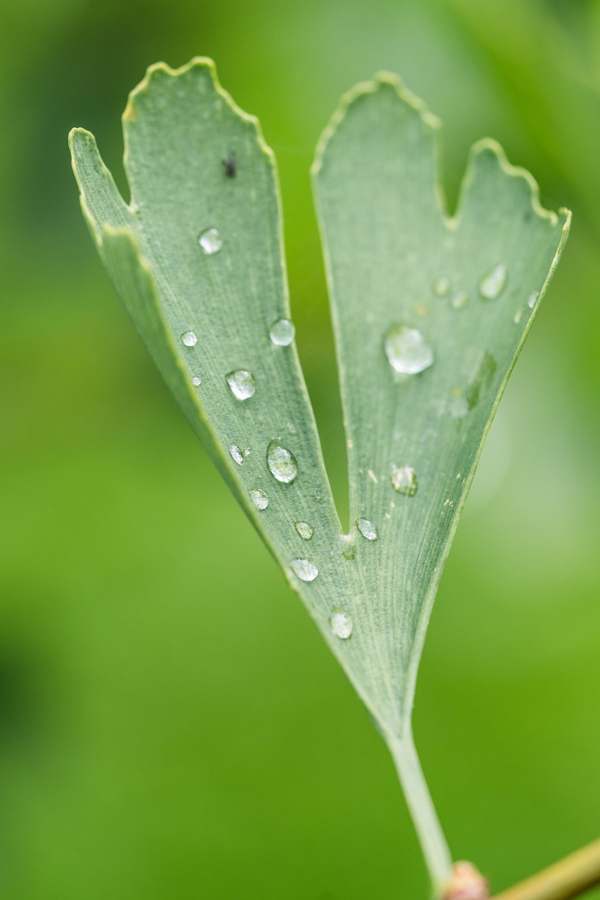 leaf drip drop of water free photo