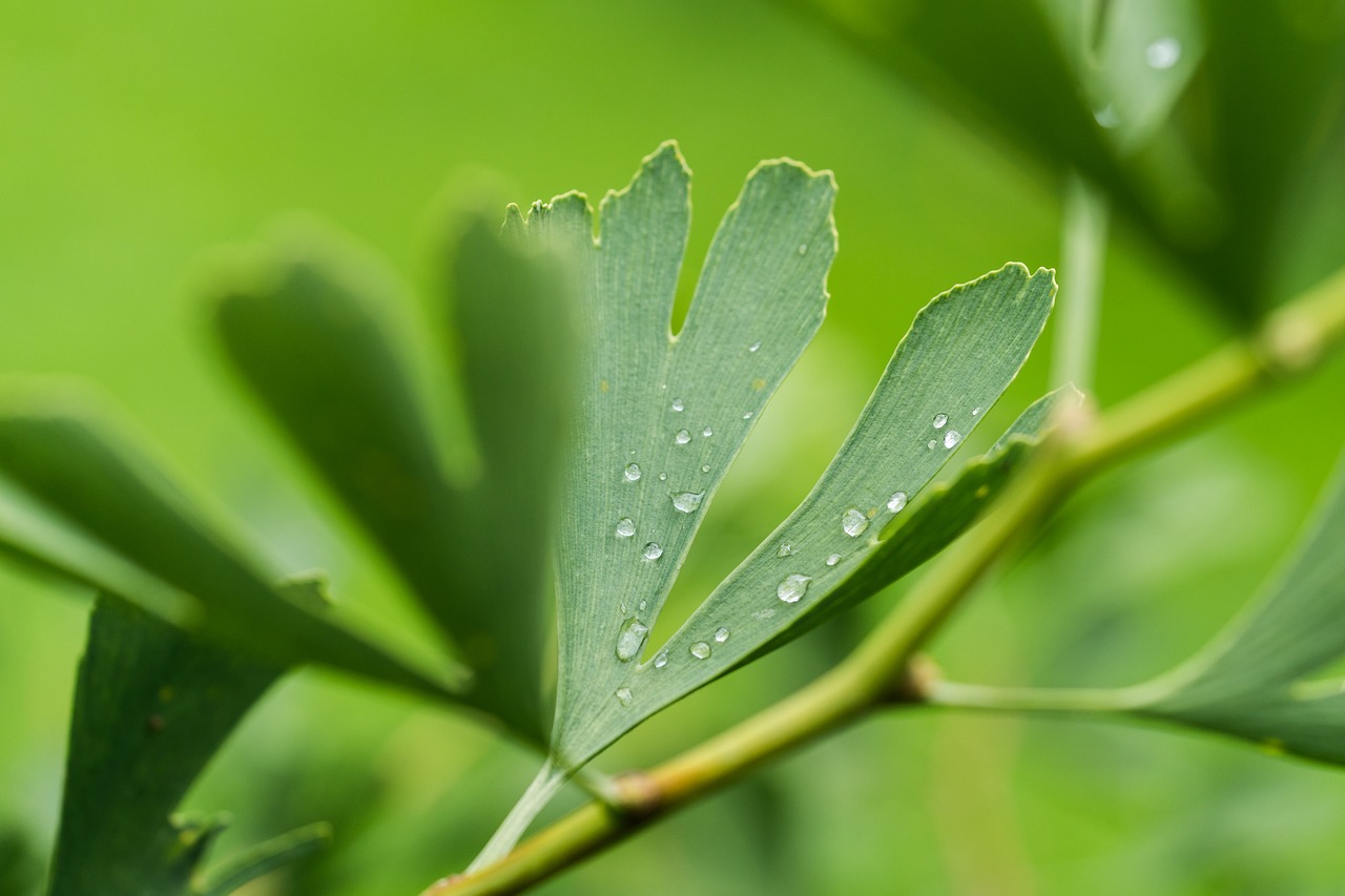 leaf drip drop of water free photo