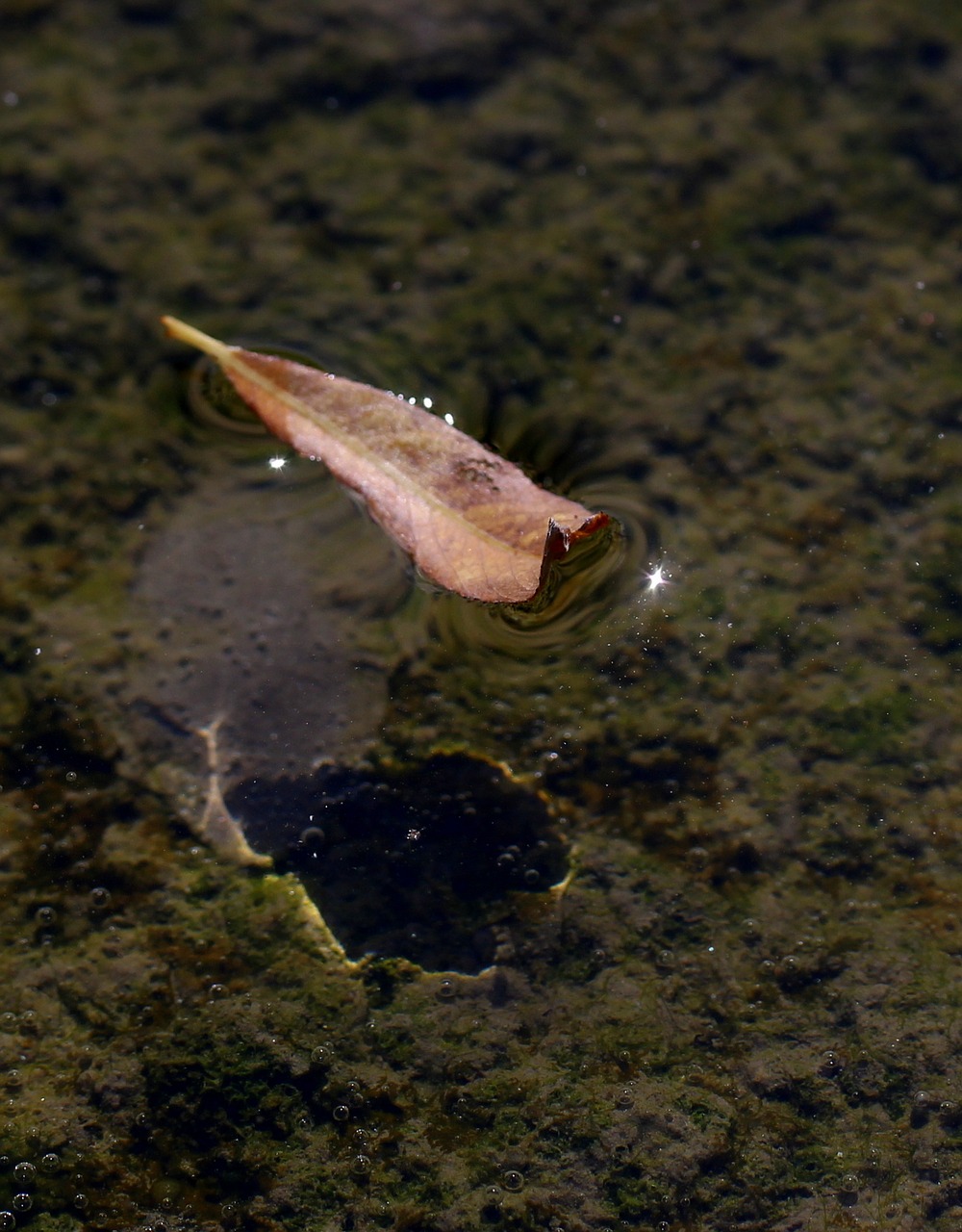 leaf dry water free photo