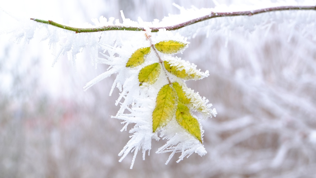 leaf frozen leaf frost free photo