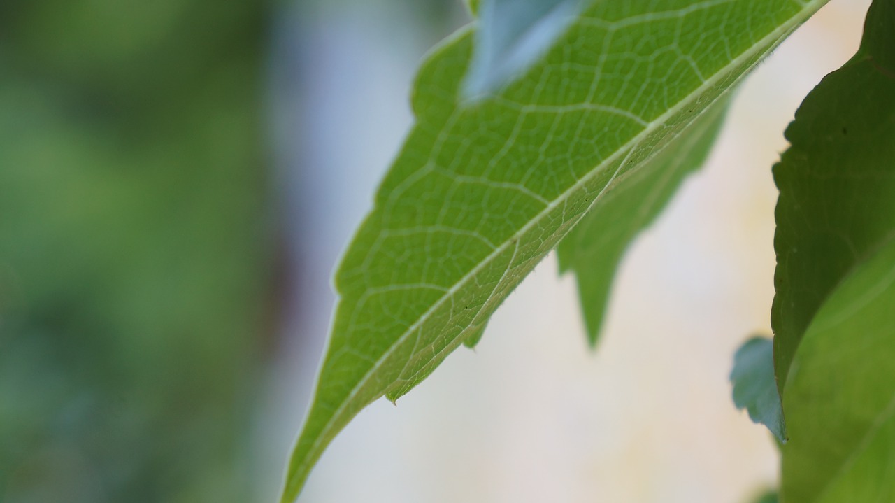 leaf macro close-up free photo