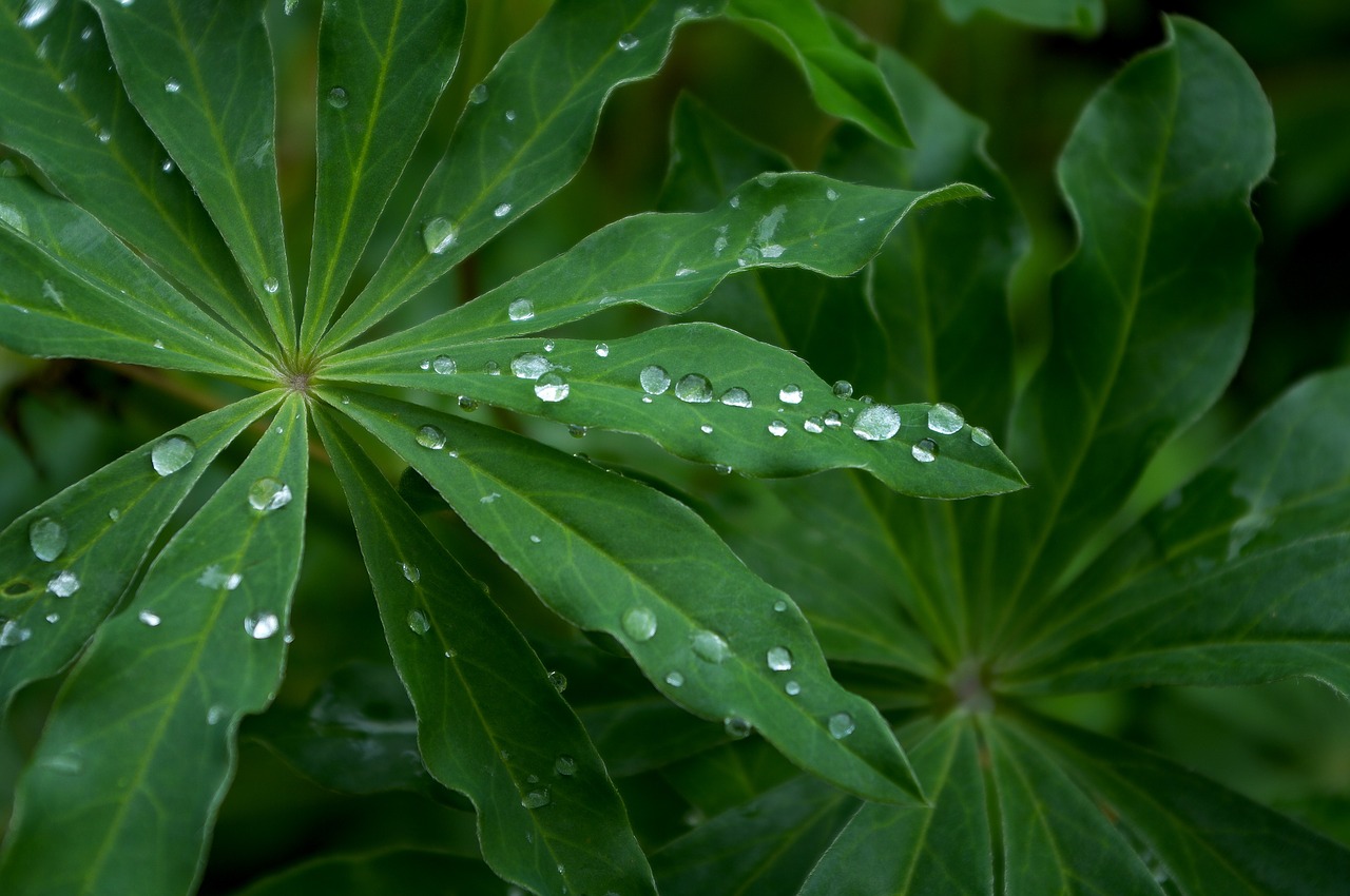 leaf green nature free photo