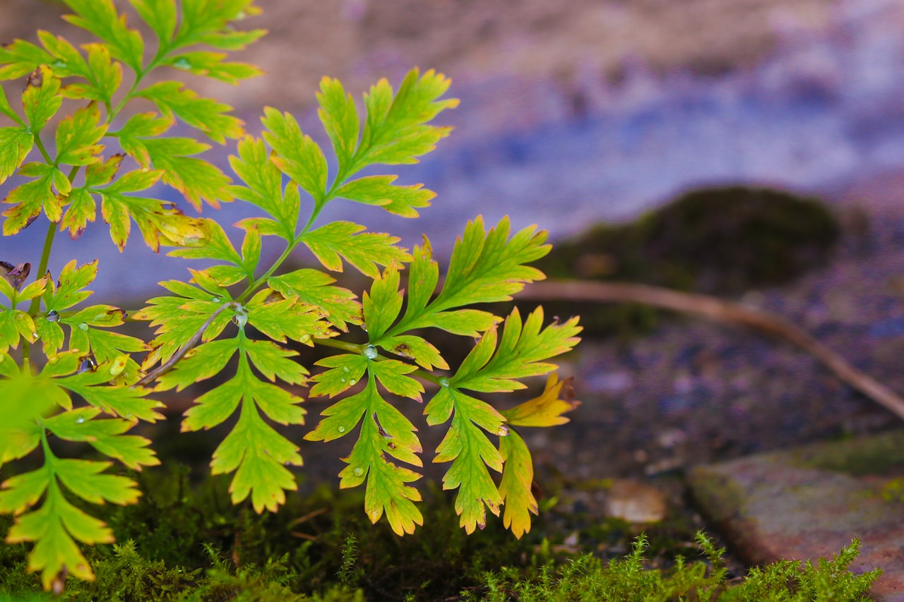 leaf autumn leaves autumn free photo