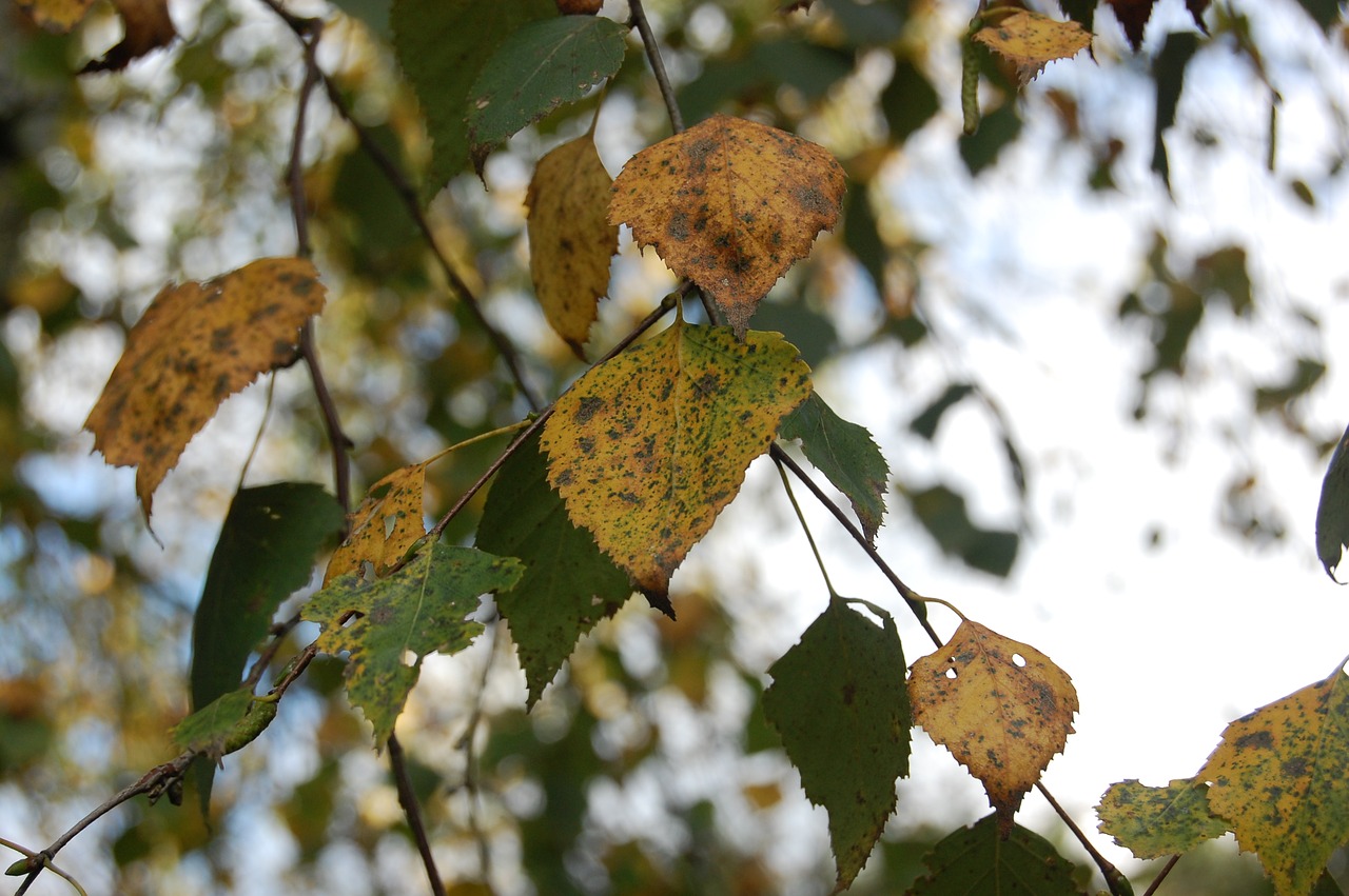 leaf autumn leaves free photo