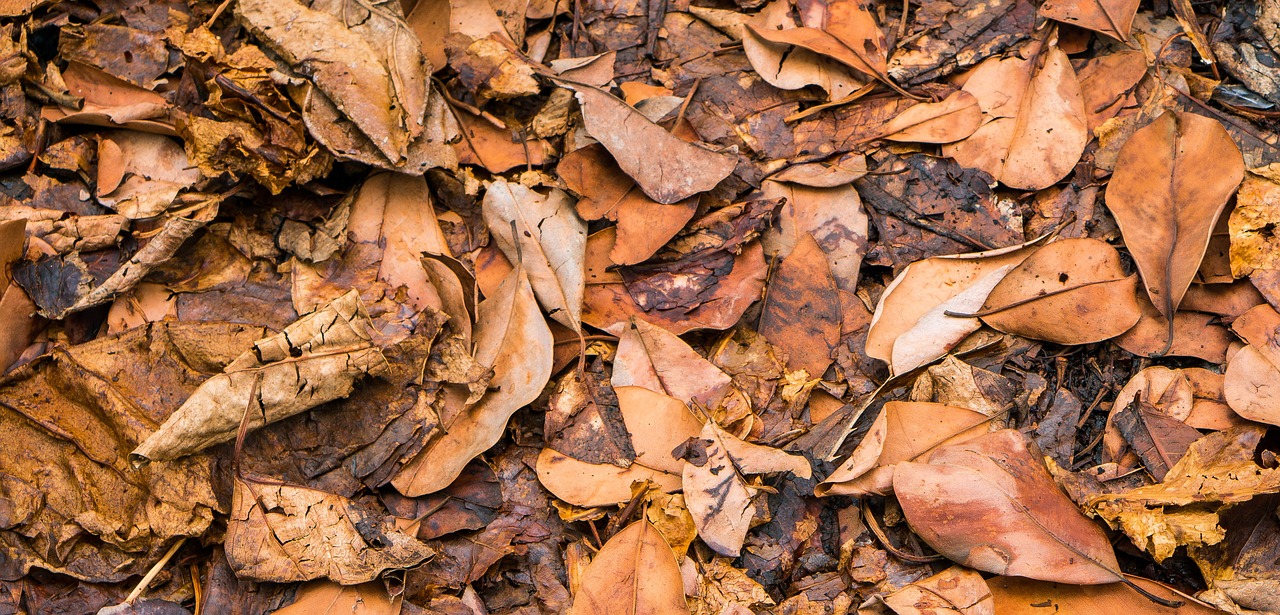 leaf leaves wither autumn free photo