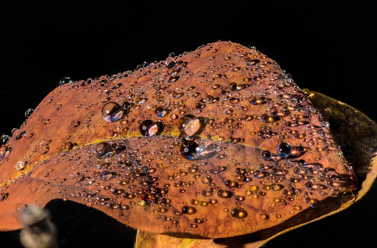 leaf leaves fall foliage free photo