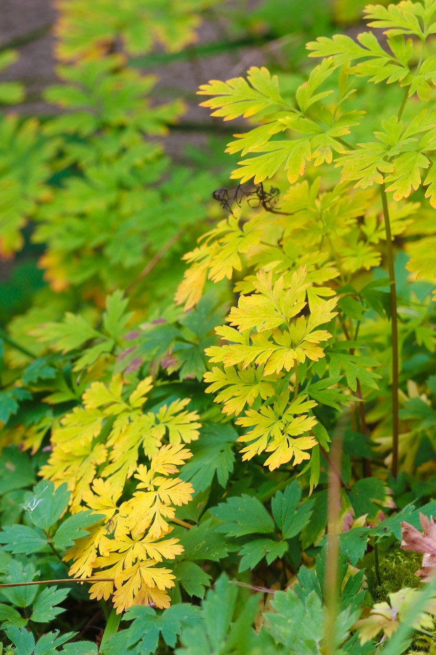 leaf plant autumn leaves free photo