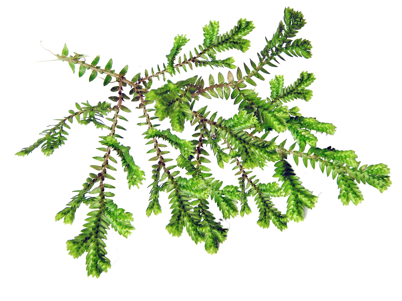 leaf fern plant free photo