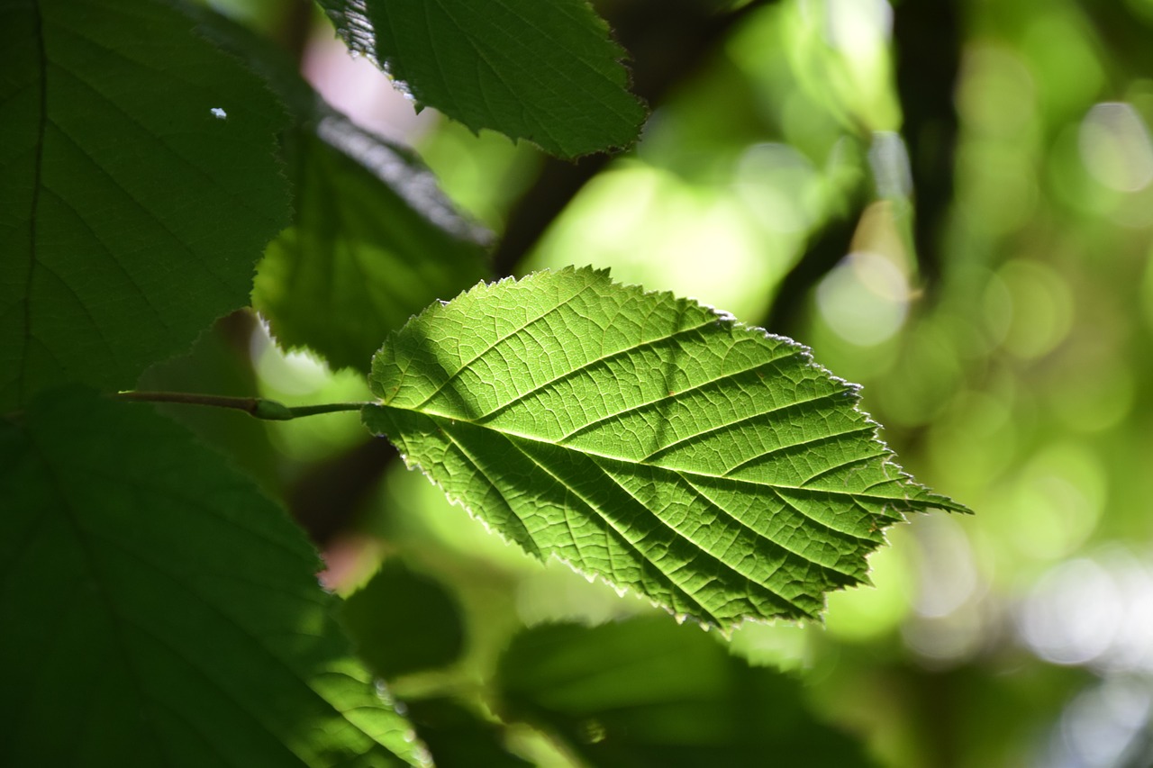 leaf tree foliage free photo