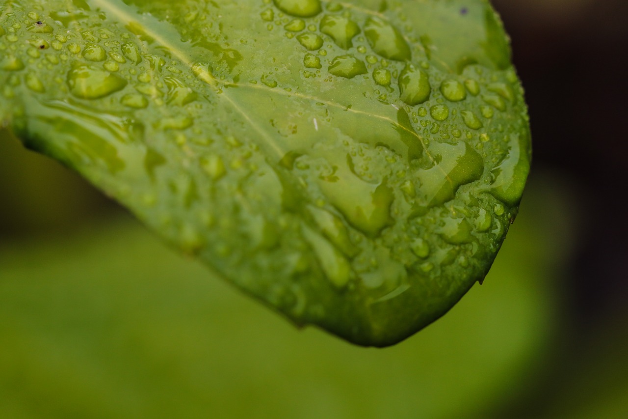 leaf nature green free photo