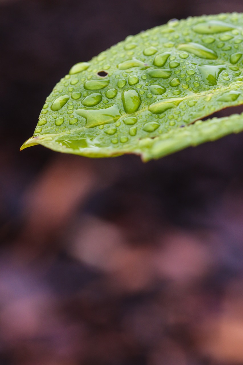 leaf nature green free photo