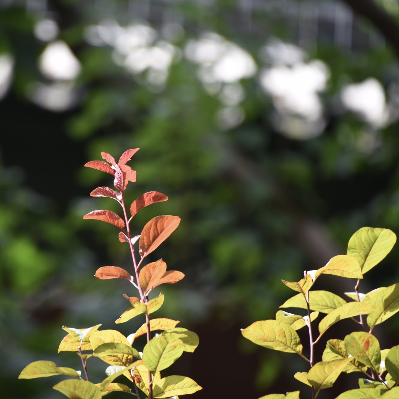 leaf red green free photo