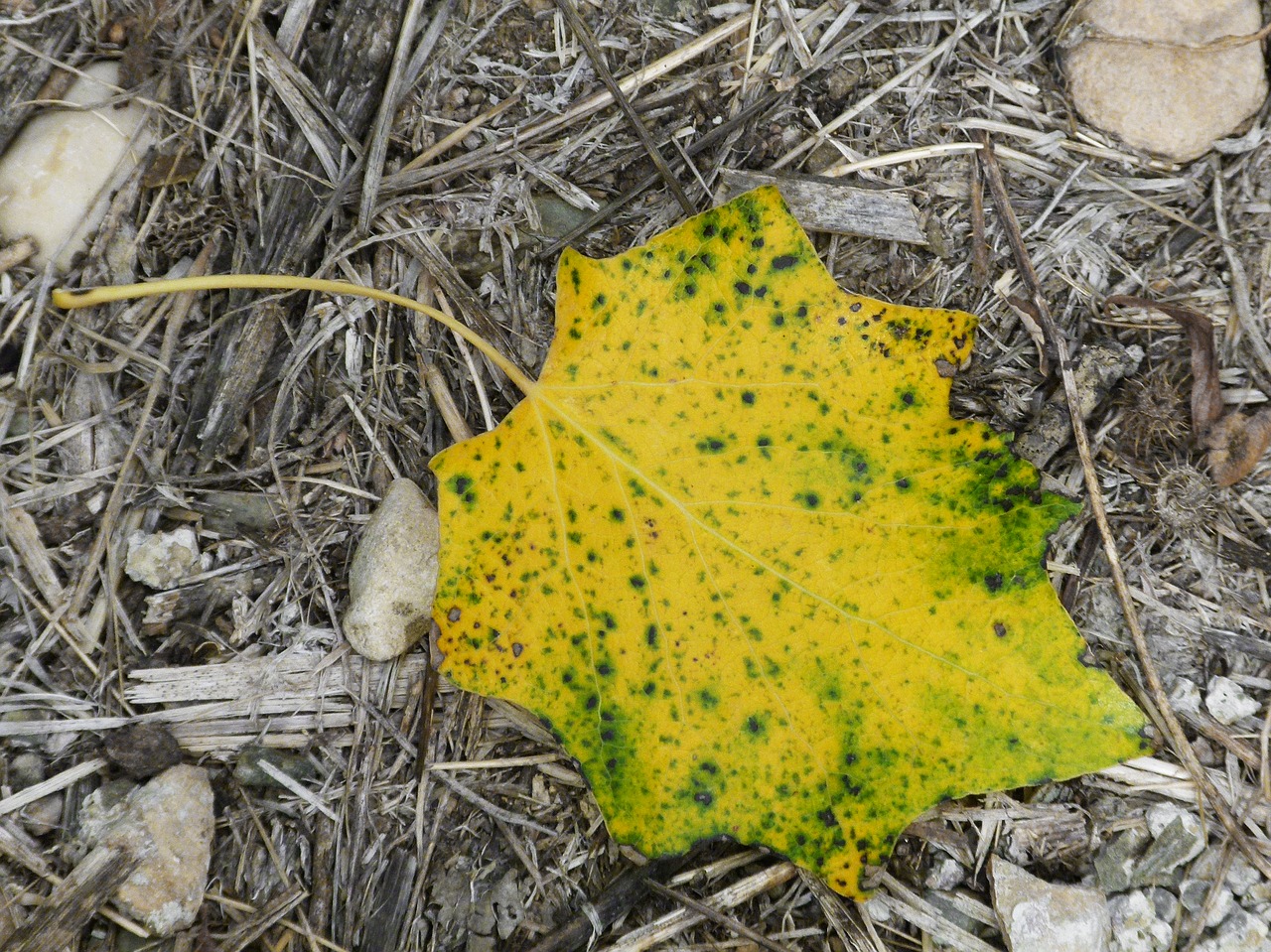 leaf autumn falling leaves free photo