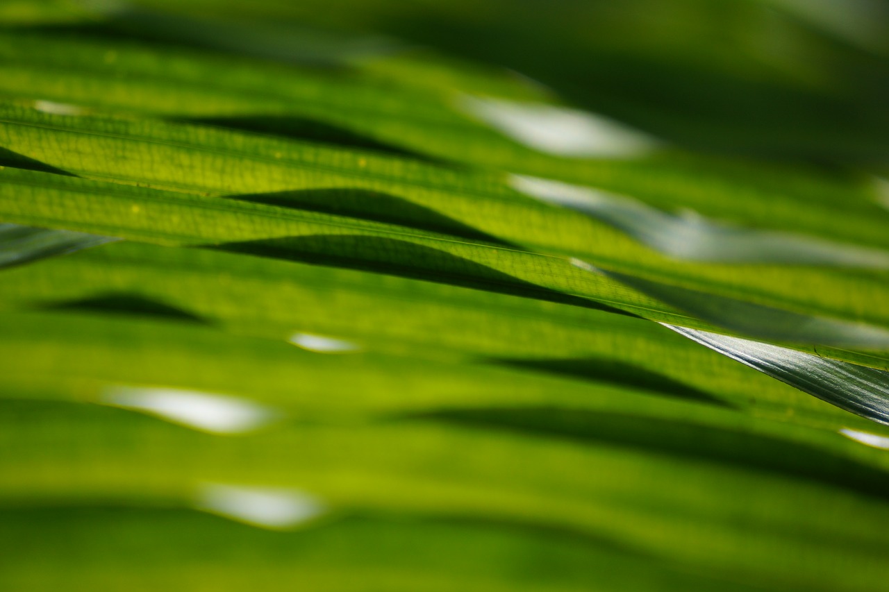 leaf palm frond free photo