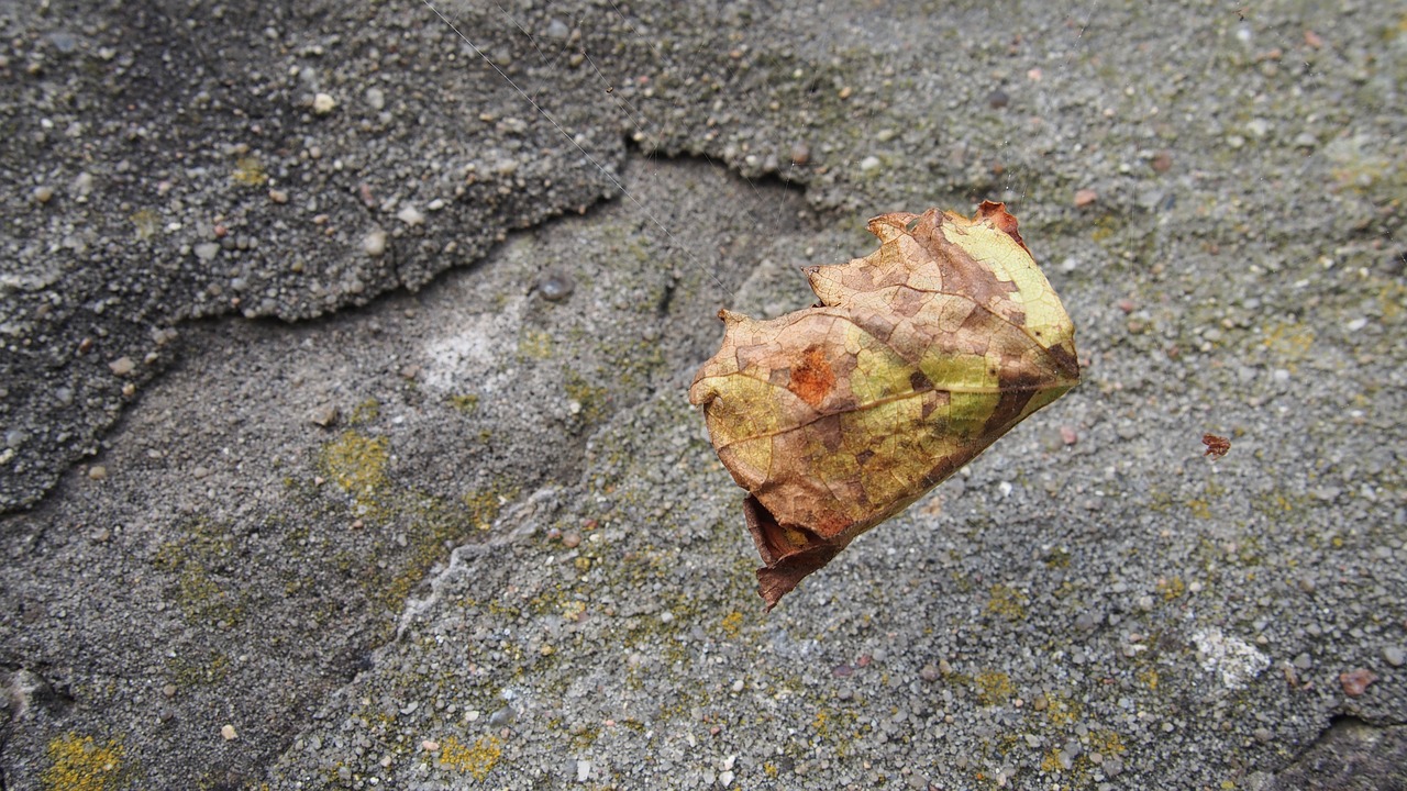 leaf autumn fall foliage free photo