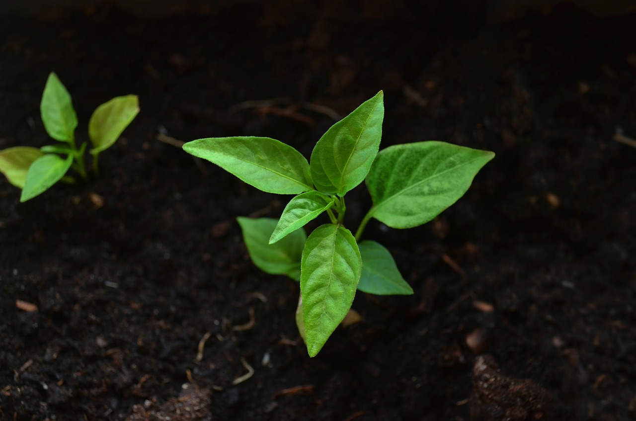 leaf earth green free photo