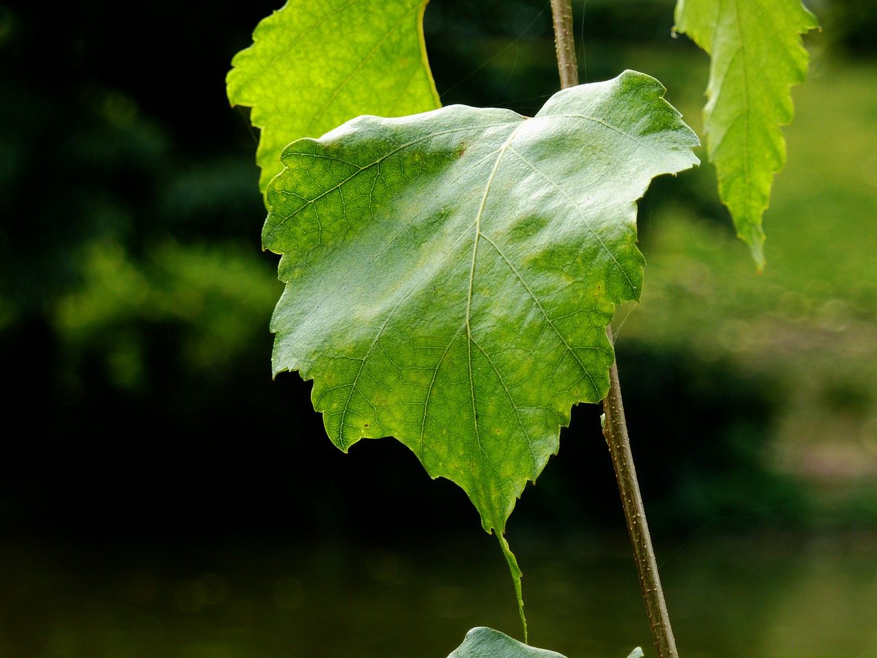 leaf autumn leaf autumn free photo