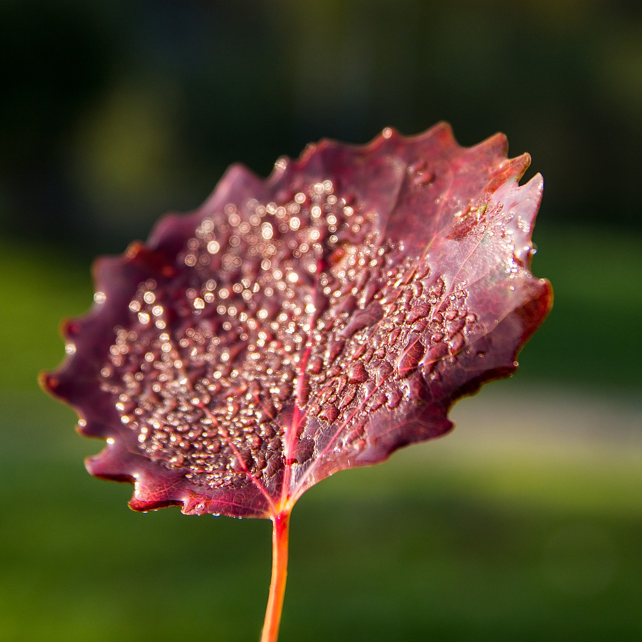 leaf autumn autumn leaves free photo