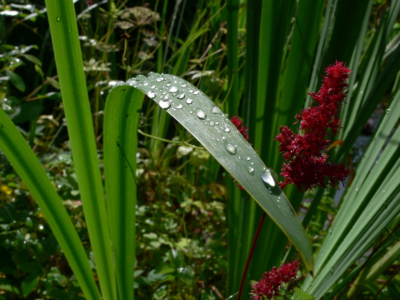 leaf drop of water raindrop free photo