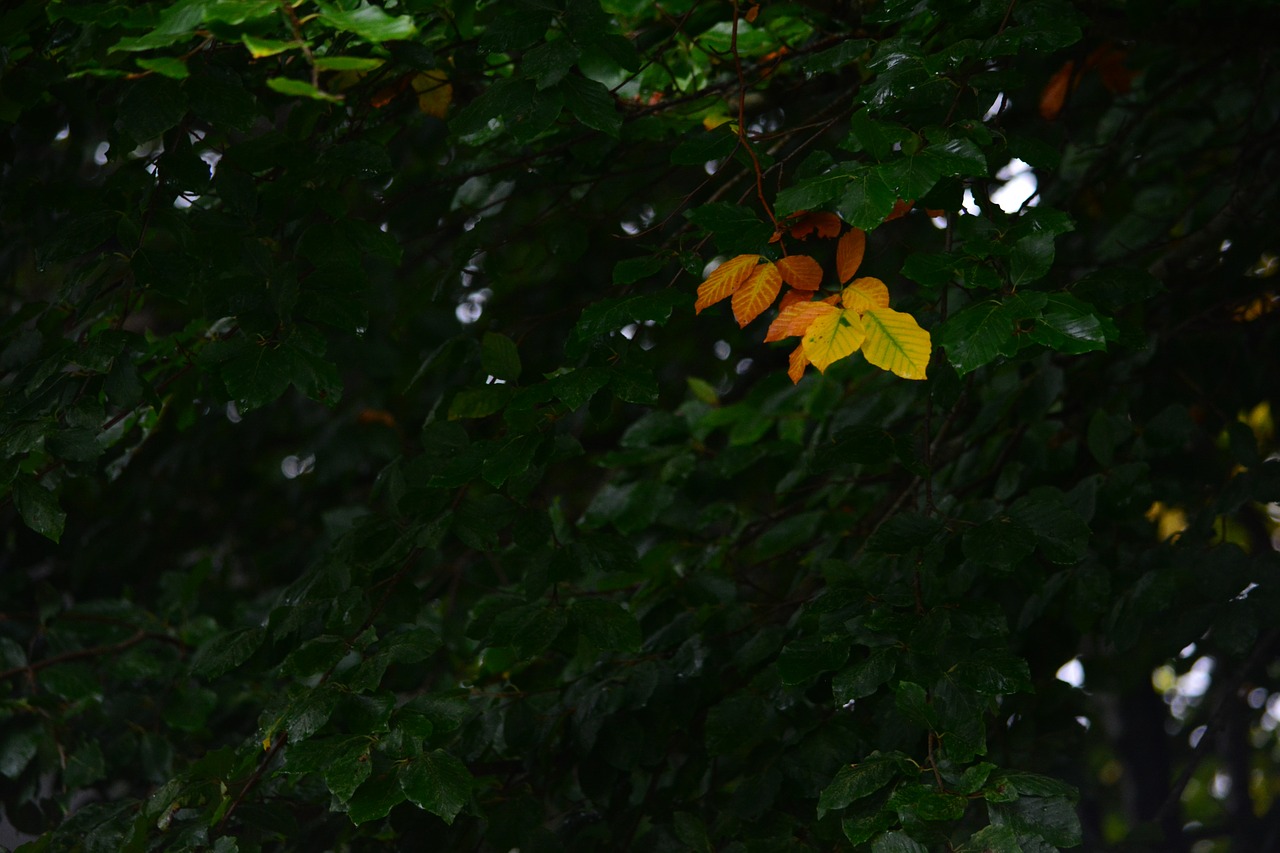 leaf leaves autumn free photo