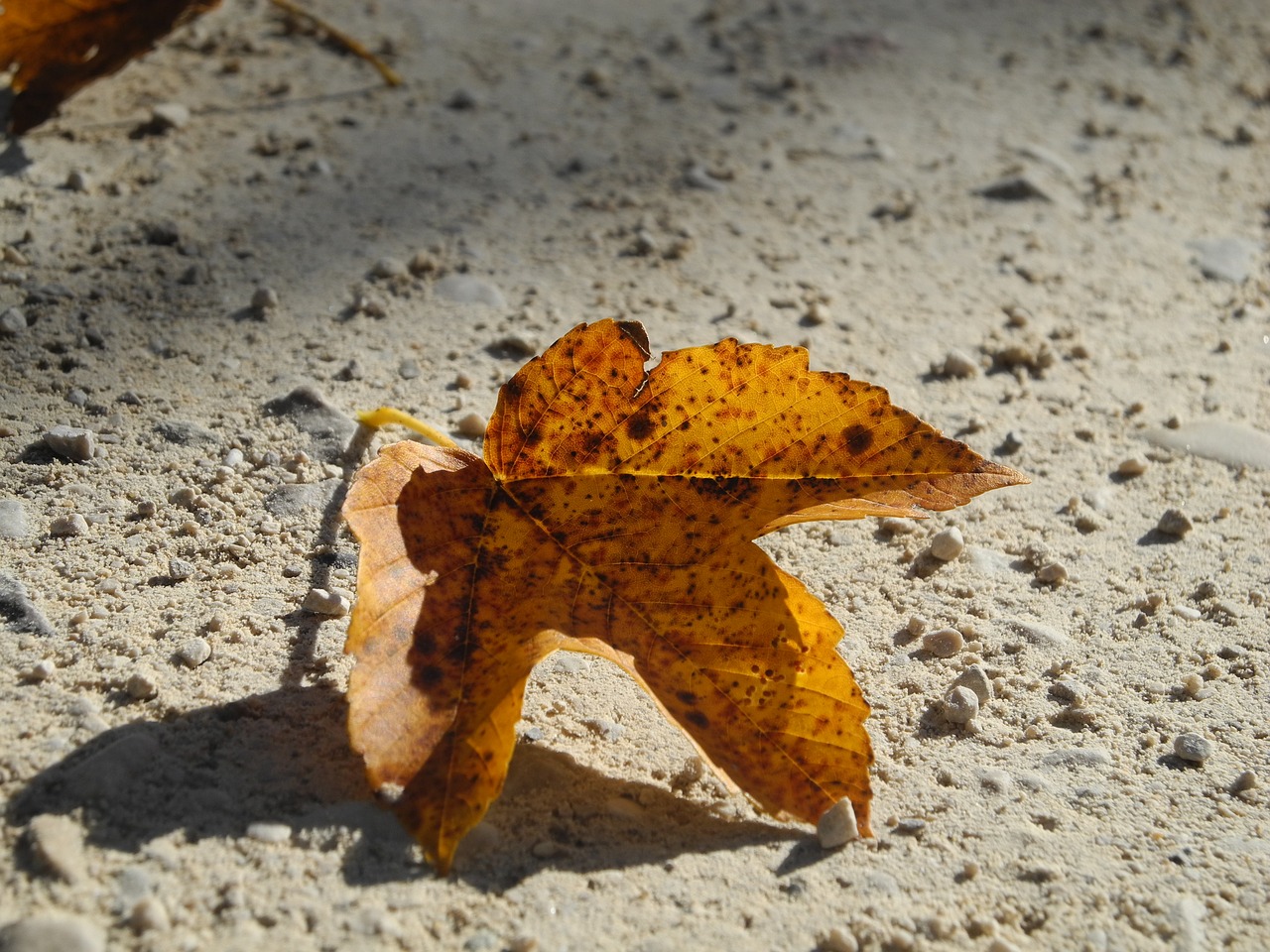 leaf brown yellow free photo