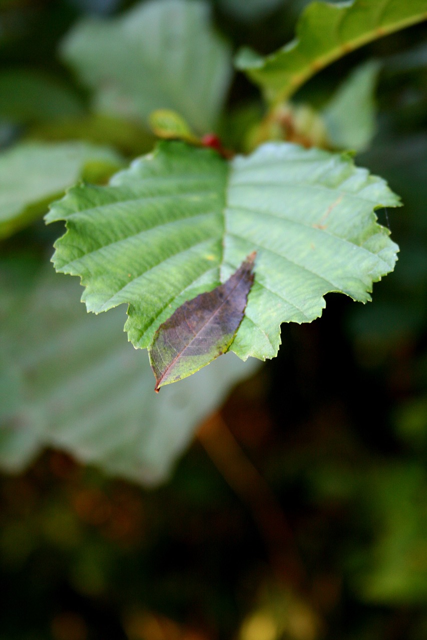 leaf leaves green free photo