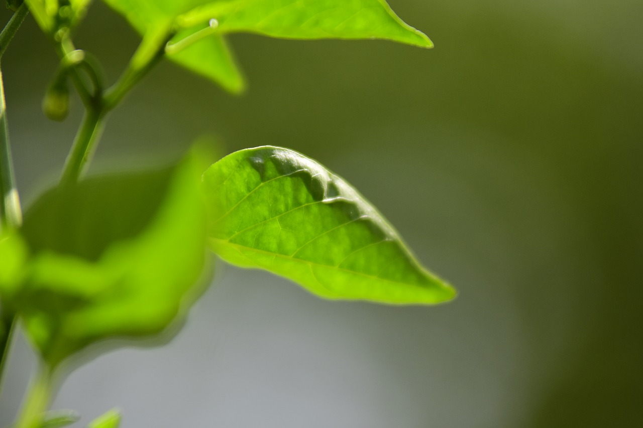 leaf nature paprika free photo