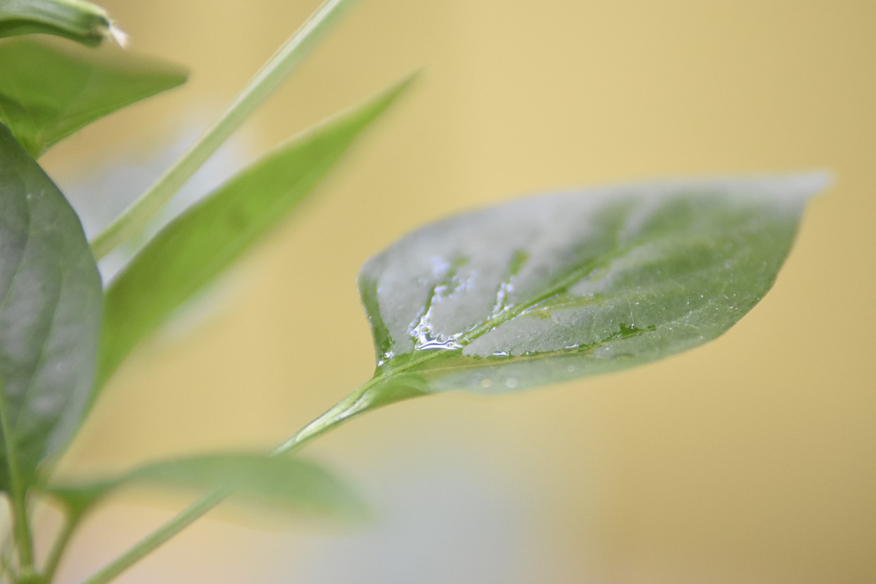 leaf nature paprika free photo