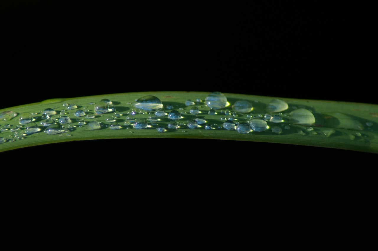 leaf drop of water raindrop free photo