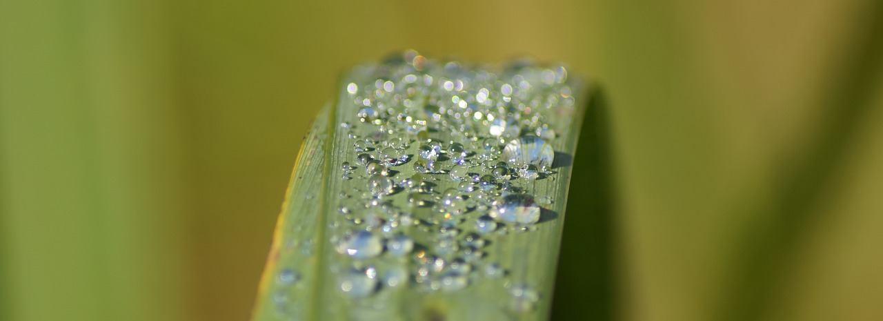 leaf drop of water raindrop free photo