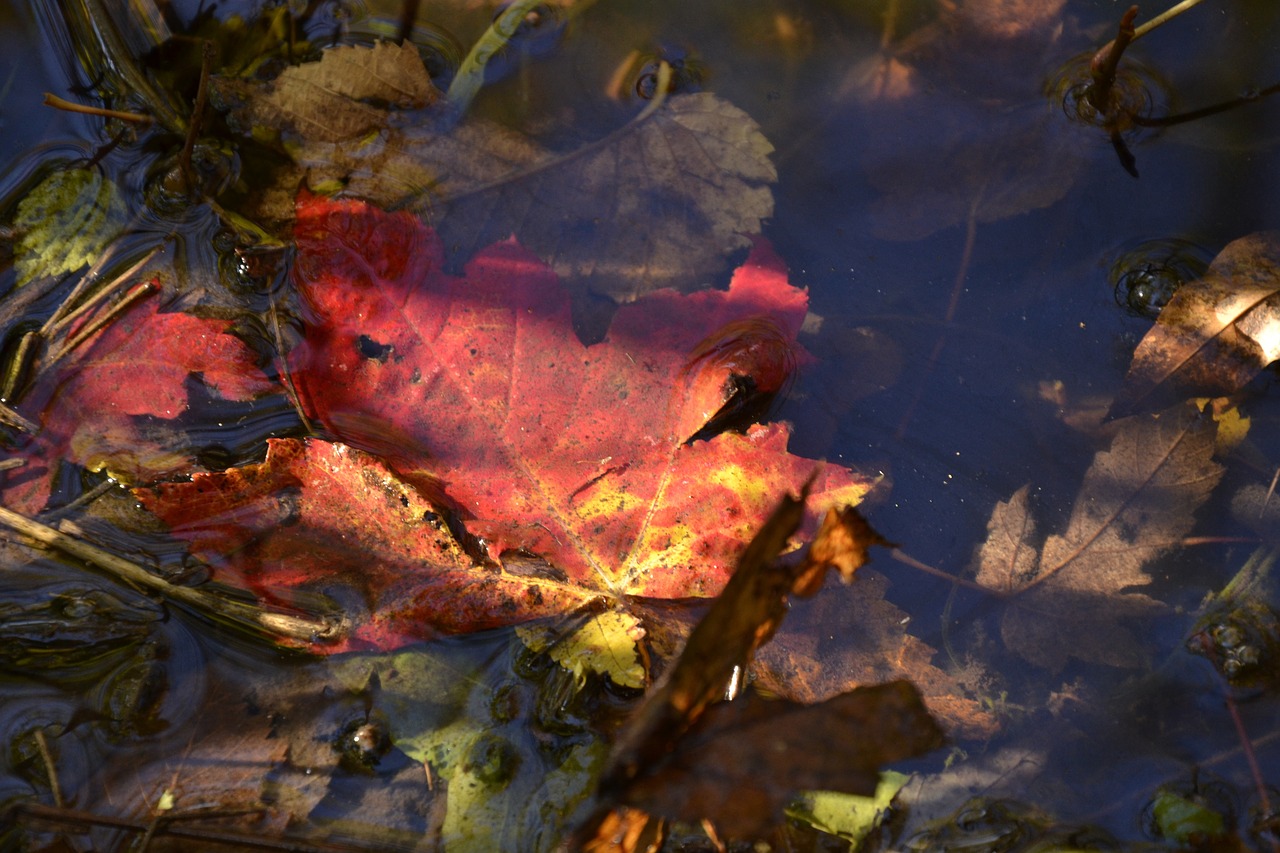 leaf maple red free photo