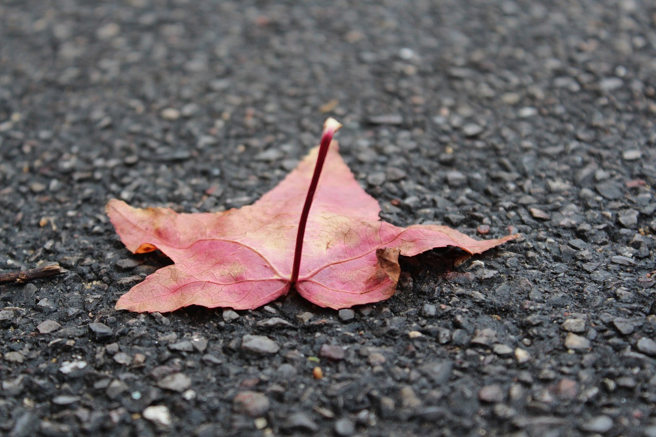 leaf nature ground free photo