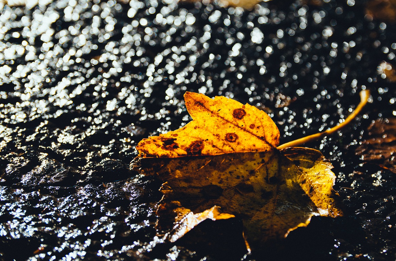 leaf autumn fall free photo