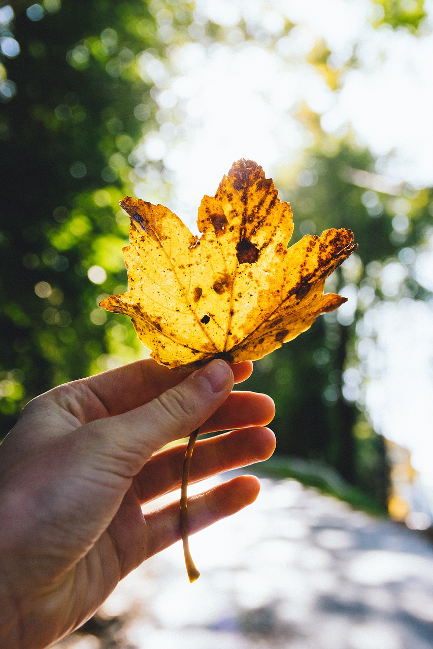 leaf autumn fall free photo