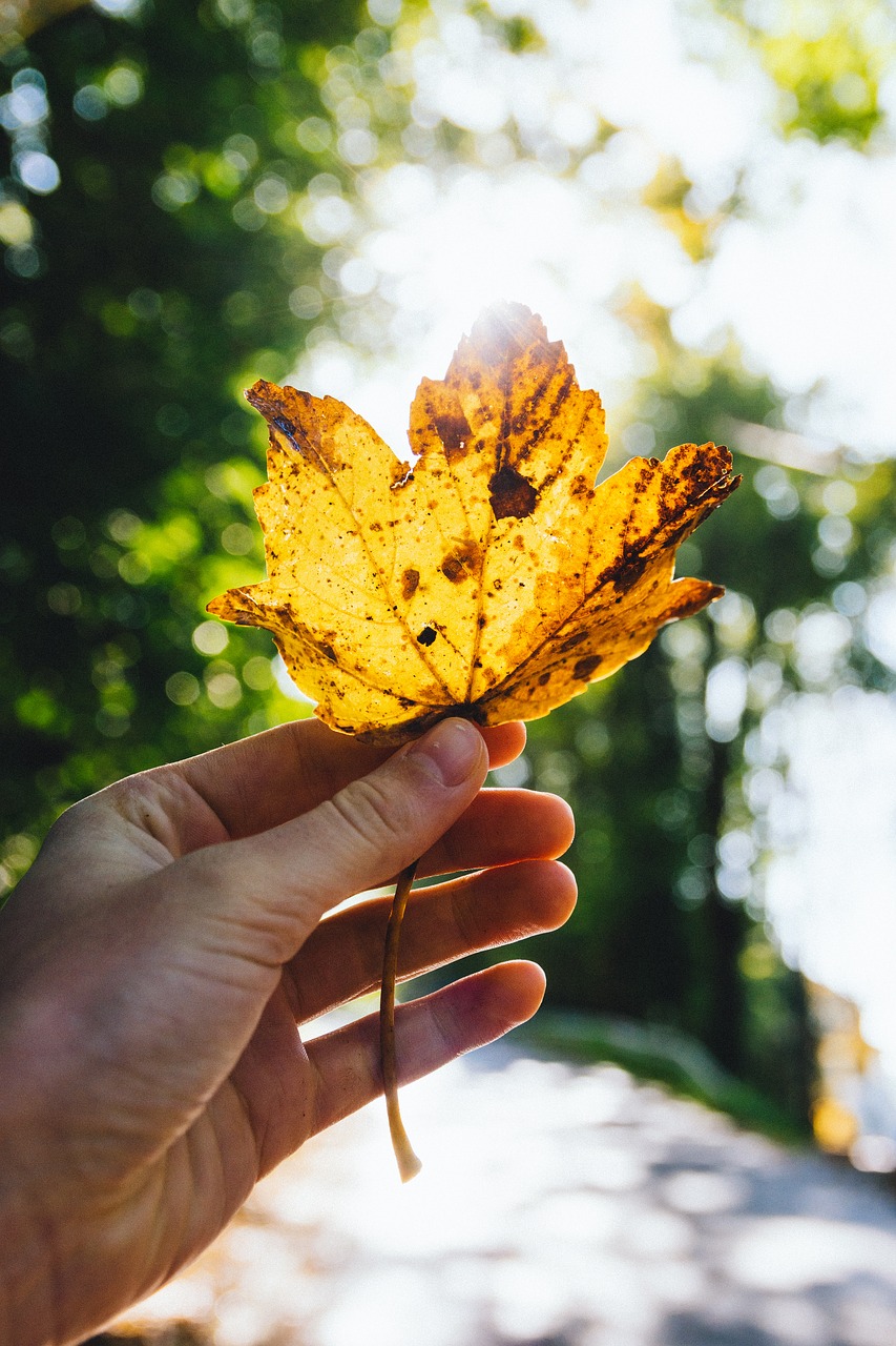 leaf autumn fall free photo