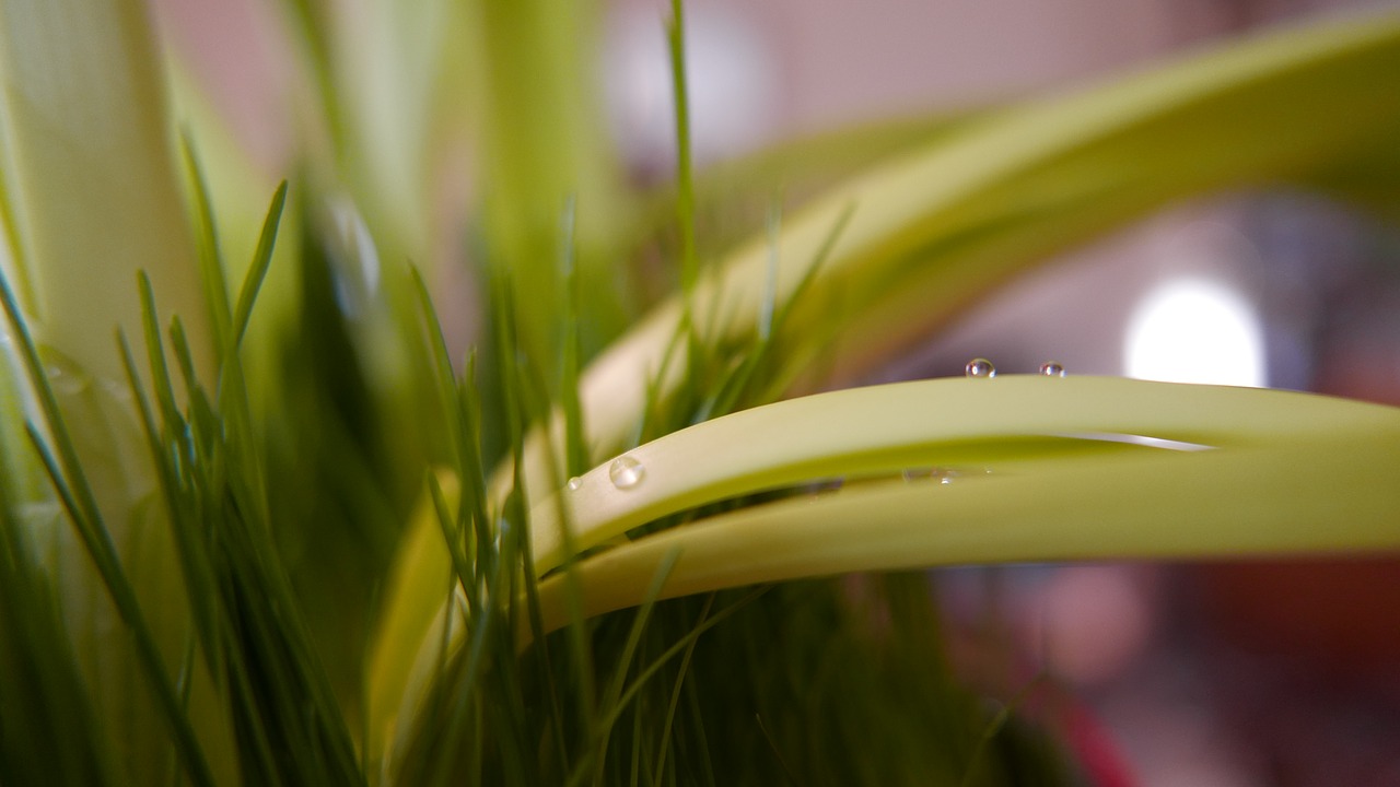 leaf plant green free photo