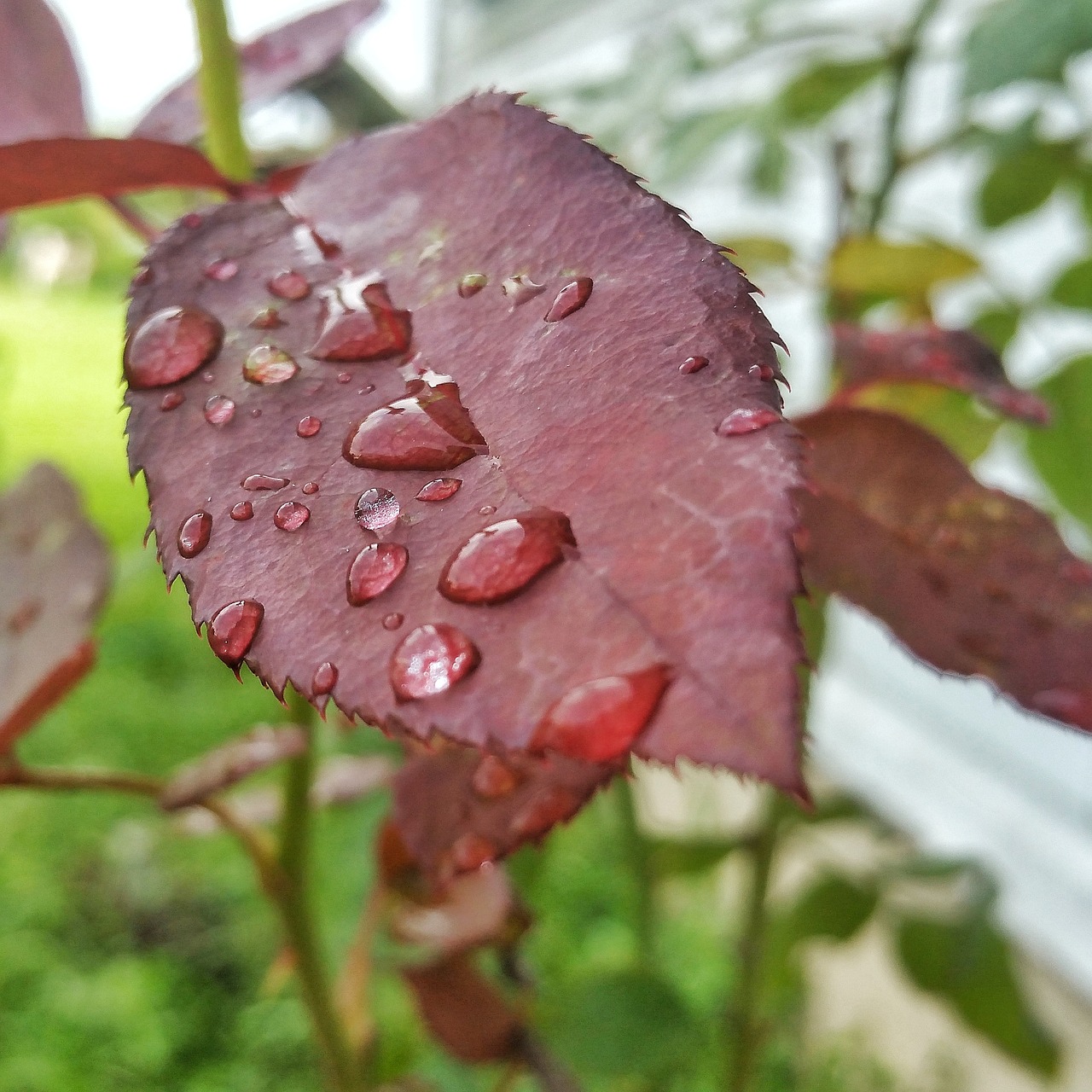 leaf drops red free photo