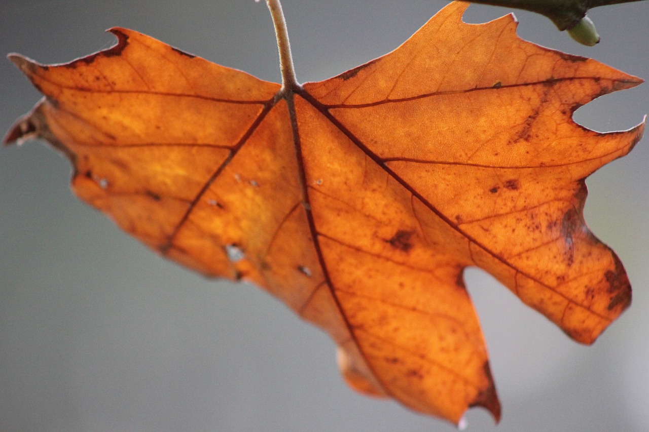 leaf horse chestnut tree free photo