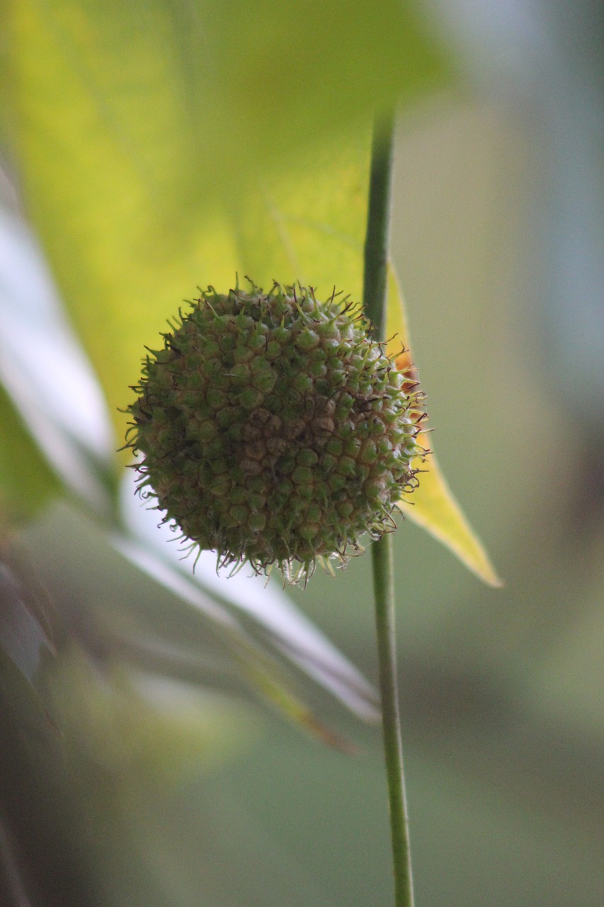 leaf horse chestnut tree free photo