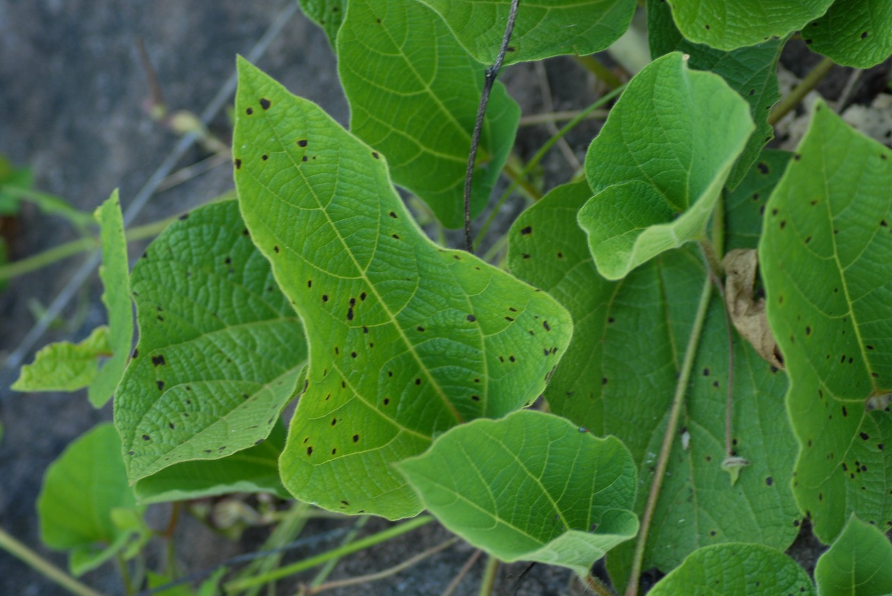 leaf tree flora free photo