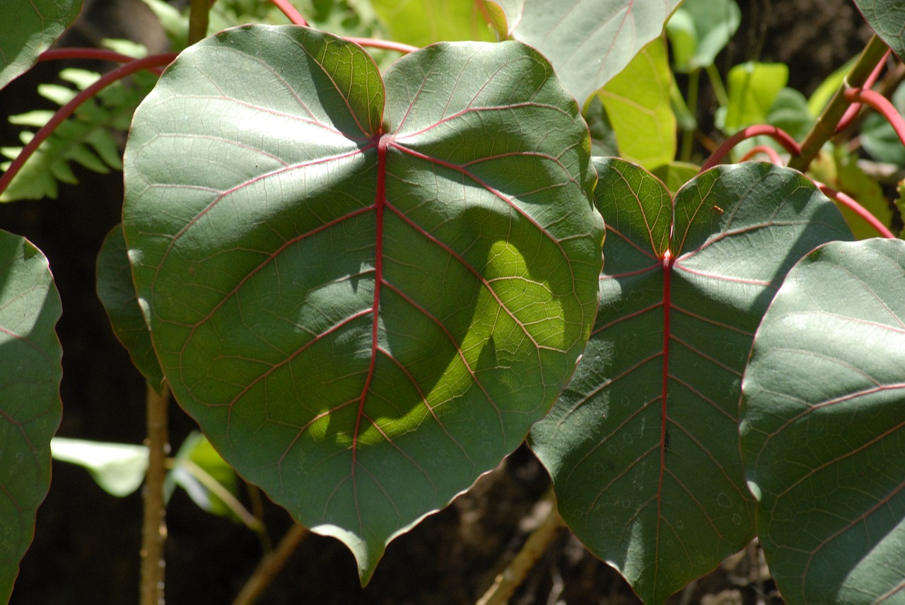 leaf flora plant free photo