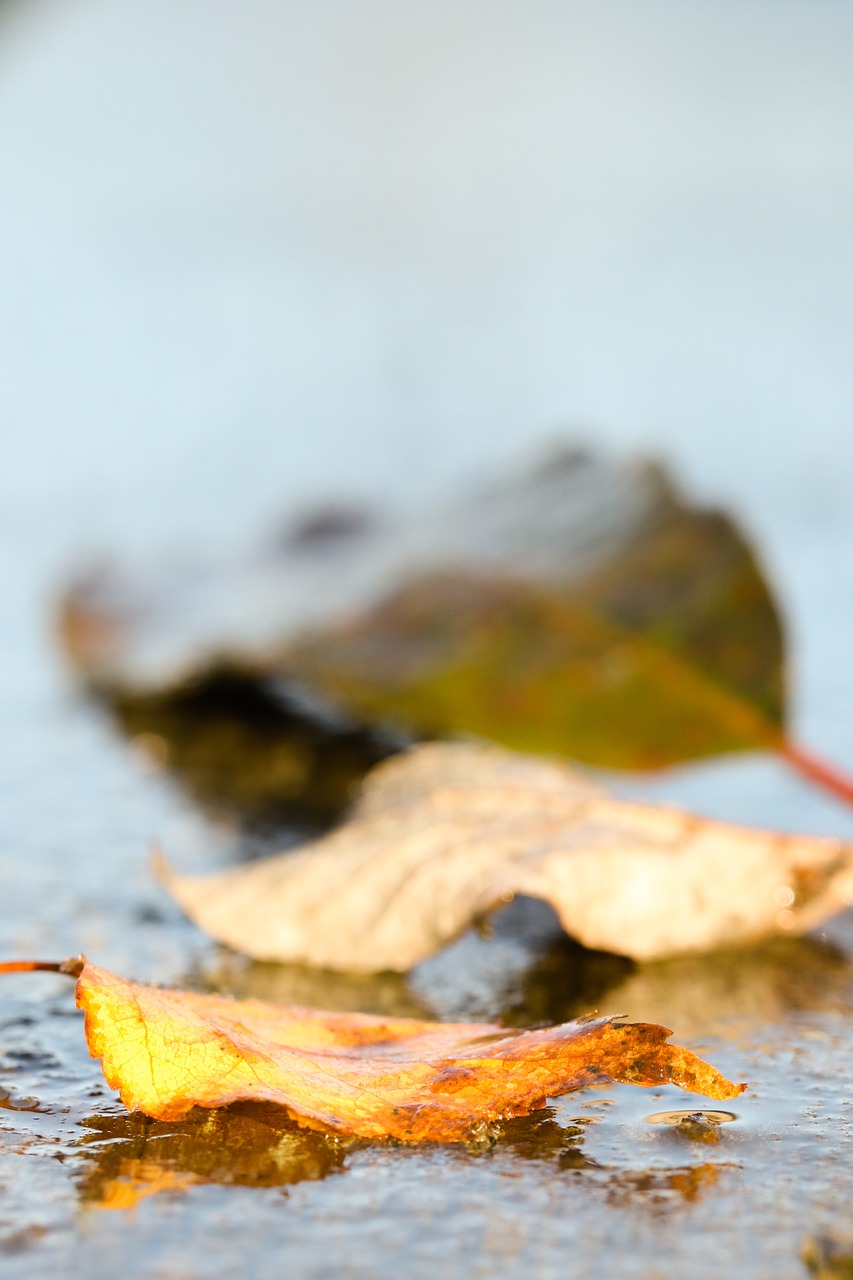 leaf autumn leaves autumn free photo