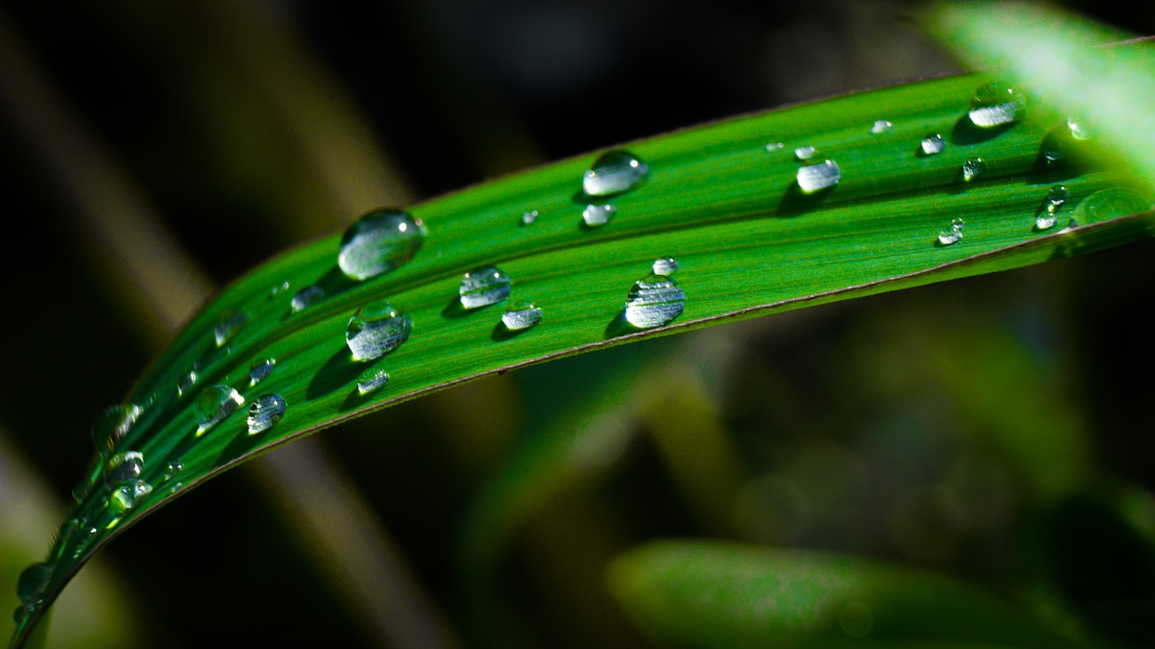 leaf garden grass free photo