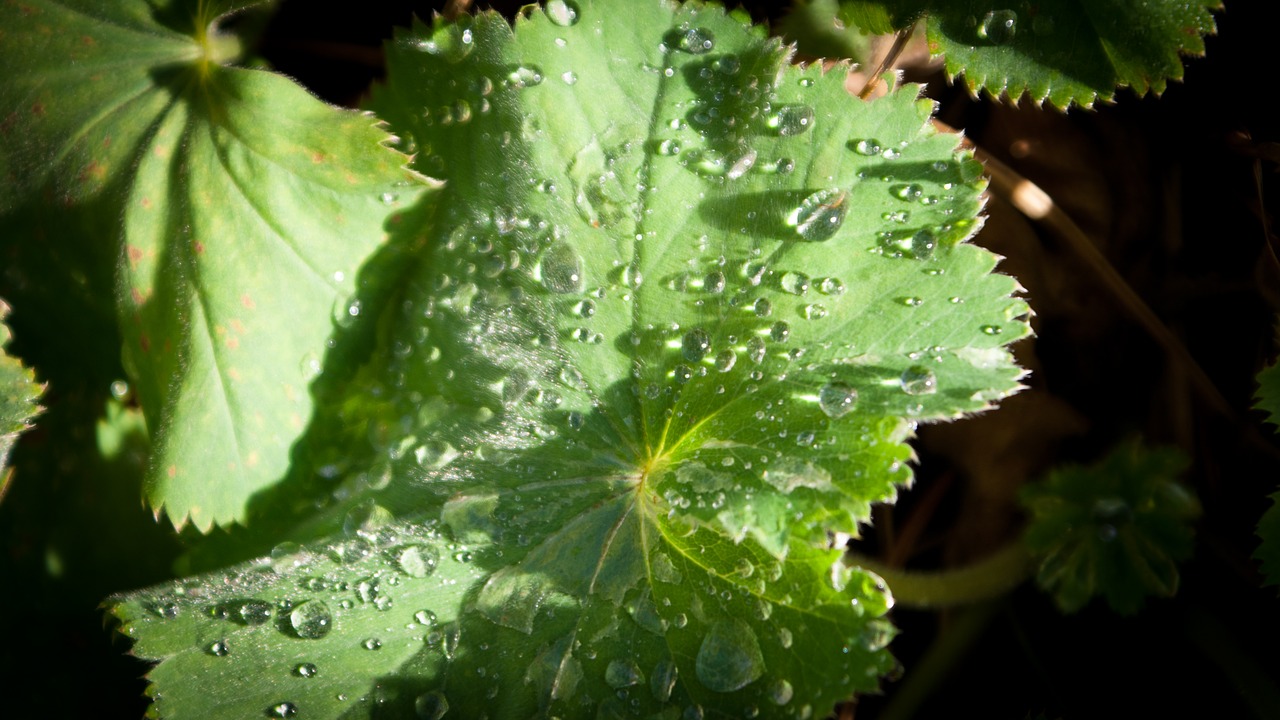 leaf water sun free photo