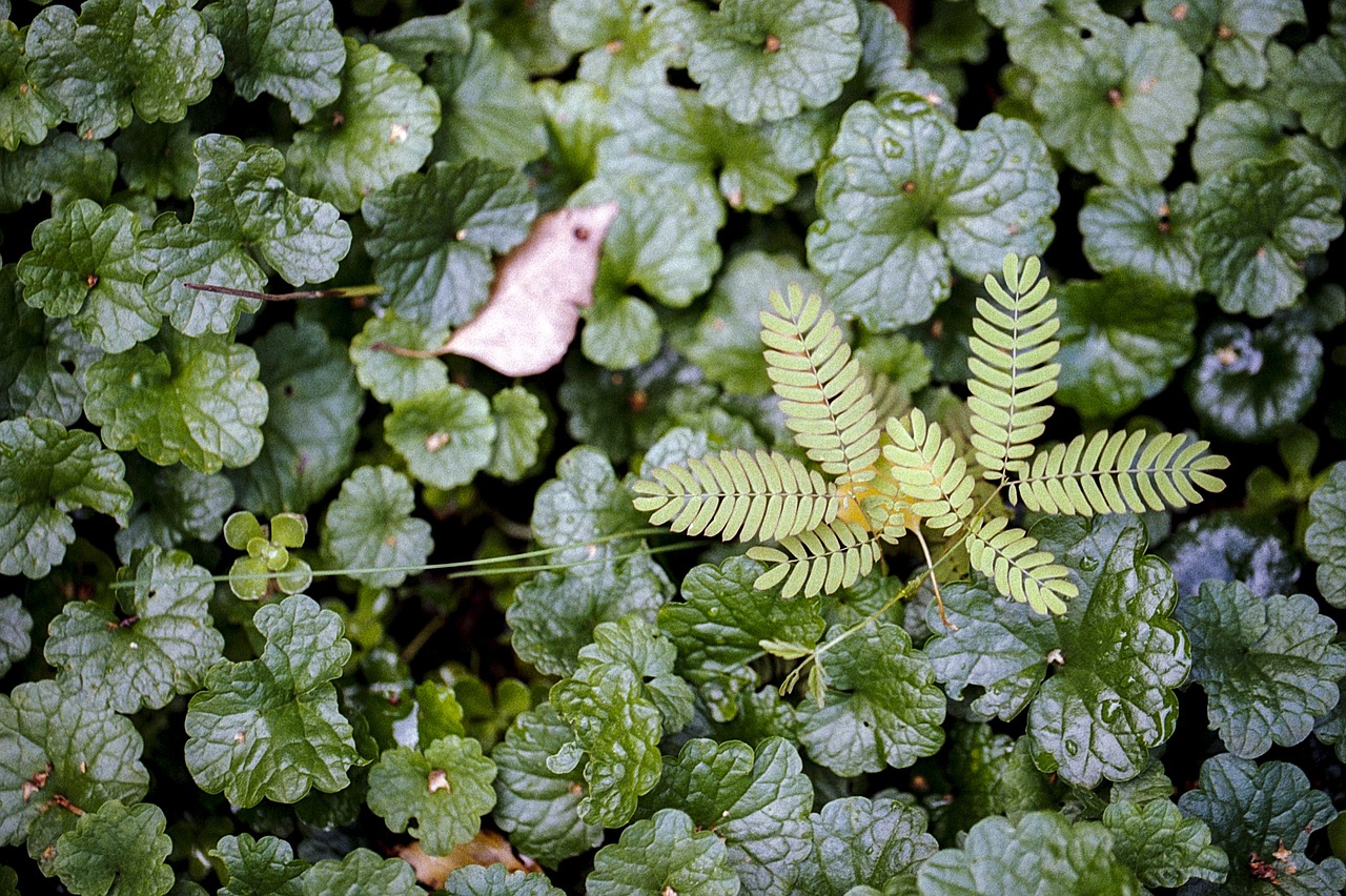 leaf leaves flora free photo