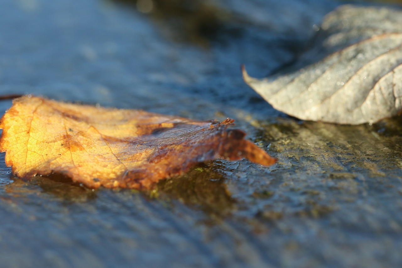 leaf autumn leaves autumn free photo