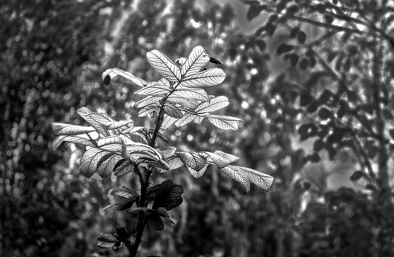 leaf branch foliage free photo